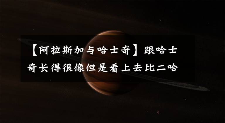 【阿拉斯加与哈士奇】跟哈士奇长得很像但是看上去比二哈聪明多了,这就是气质上的差别