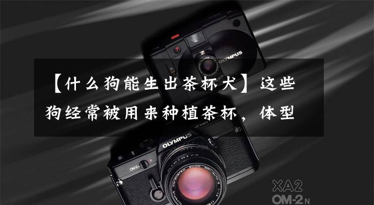 【什么狗能生出茶杯犬】这些狗经常被用来种植茶杯,体型和可乐罐一样大。