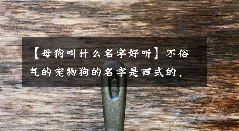 【母狗叫什么名字好听】不俗气的宠物狗的名字是西式的,很好听-可爱
