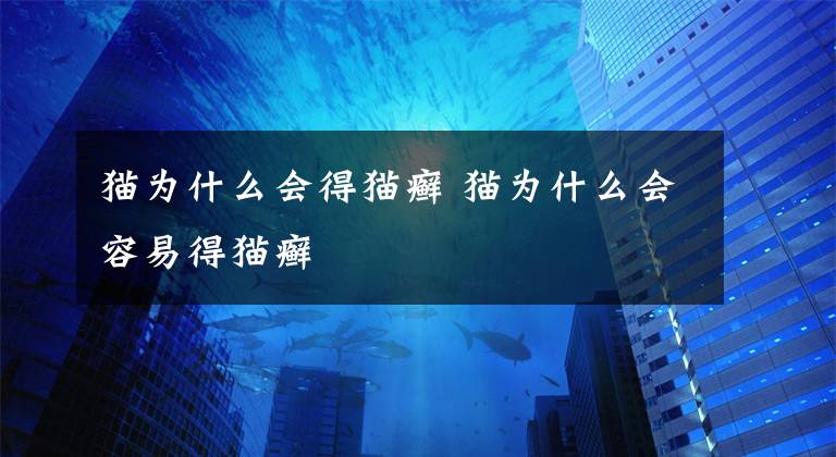 猫为什么会得猫癣 猫为什么会容易得猫癣