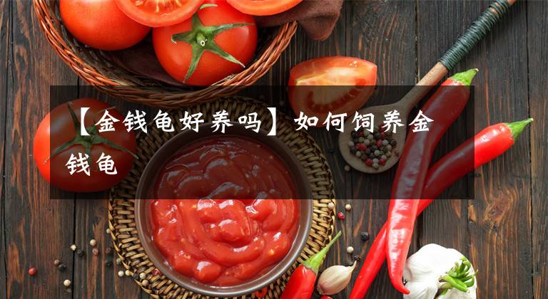 【金钱龟好养吗】如何饲养金钱龟