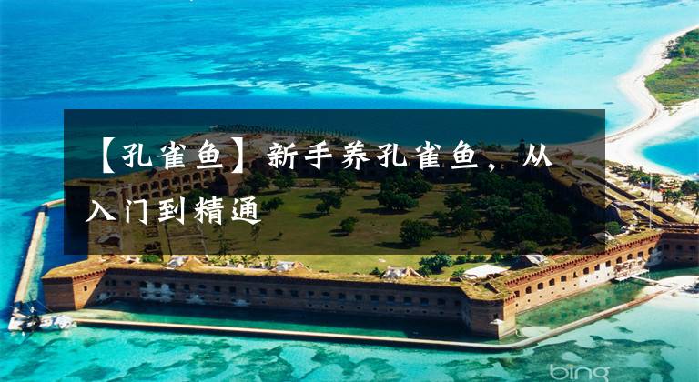 【孔雀鱼】新手养孔雀鱼,从入门到精通