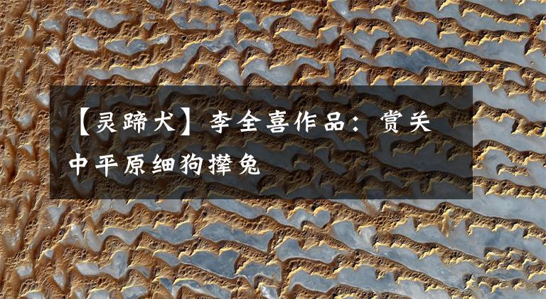 【灵蹄犬】李全喜作品:赏关中平原细狗撵兔