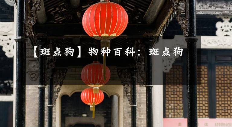 【斑点狗】物种百科:斑点狗