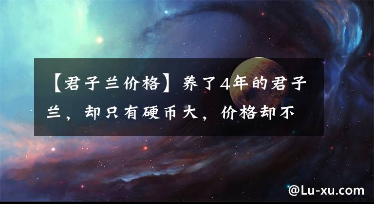 【君子兰价格】养了4年的君子兰，却只有硬币大，价格却不菲