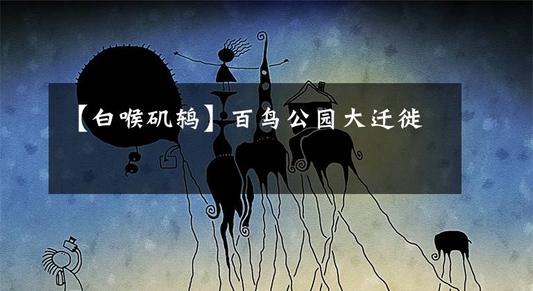 【白喉矶鸫】百鸟公园大迁徙