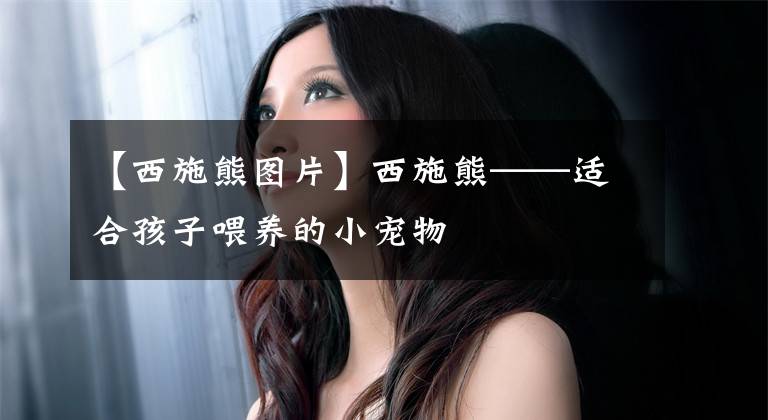 【西施熊图片】西施熊——适合孩子喂养的小宠物