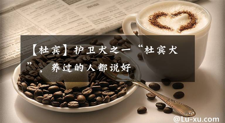 【杜宾】护卫犬之一“杜宾犬”，养过的人都说好