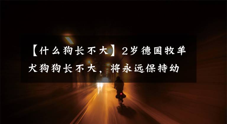 【什么狗长不大】2岁德国牧羊犬狗狗长不大，将永远保持幼犬体型，原因令人惋惜