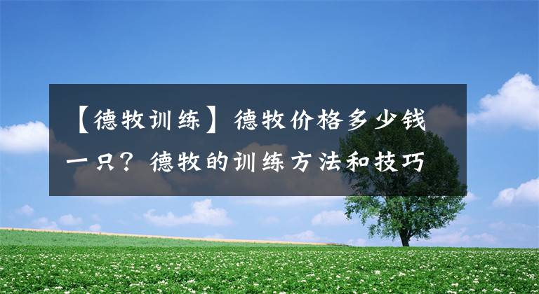 【德牧训练】德牧价格多少钱一只?德牧的训练方法和技巧你知道吗?