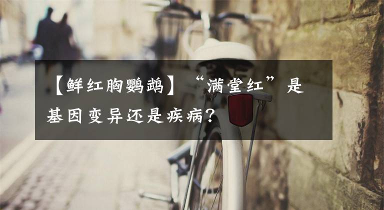 【鲜红胸鹦鹉】“满堂红”是基因变异还是疾病？