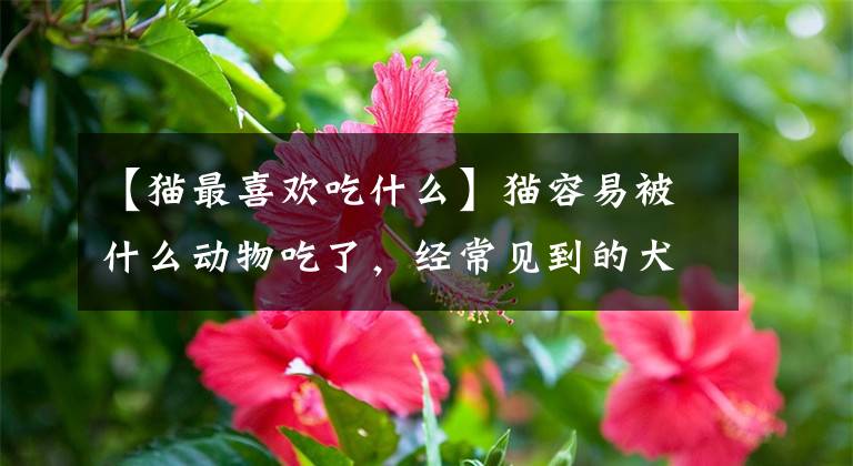 【猫最喜欢吃什么】猫容易被什么动物吃了，经常见到的犬类会吃猫吗？