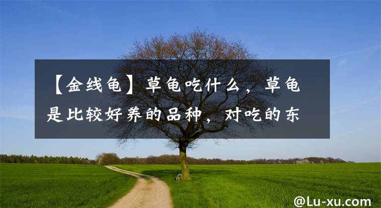 【金线龟】草龟吃什么,草龟是比较好养的品种,对吃的东西不挑剔