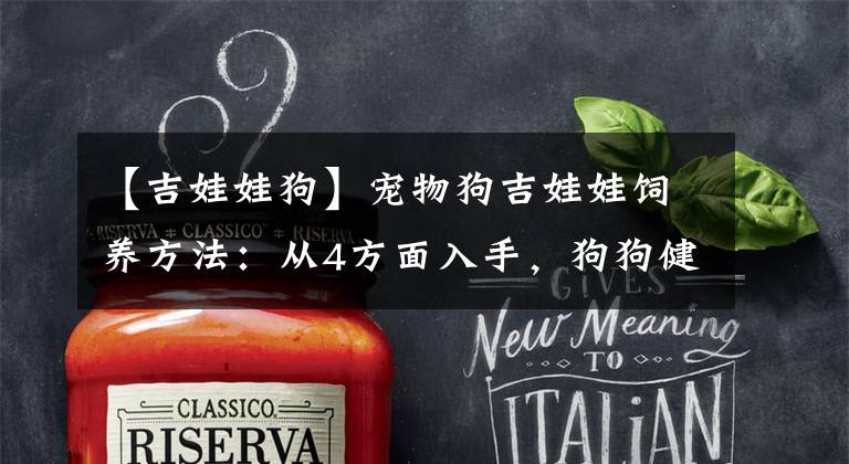 【吉娃娃狗】宠物狗吉娃娃饲养方法：从4方面入手，狗狗健康常伴左右