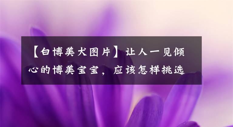 【白博美犬图片】让人一见倾心的博美宝宝，应该怎样挑选呢？