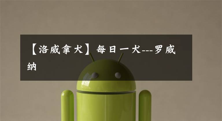 【洛威拿犬】每日一犬---罗威纳