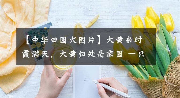 【中华田园犬图片】大黄来时霞满天，大黄归处是家园 一只中华田园犬的生命旅程