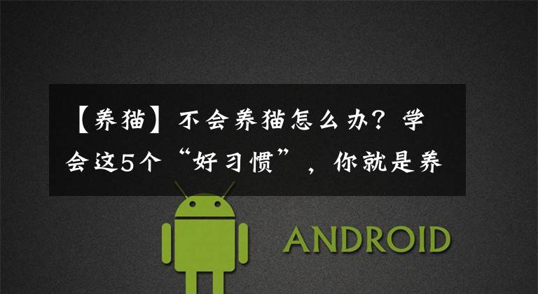 【养猫】不会养猫怎么办?学会这5个“好习惯”,你就是养猫高手