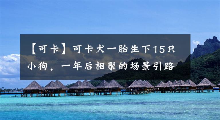 【可卡】可卡犬一胎生下15只小狗,一年后相聚的场景引路人围观:好感人