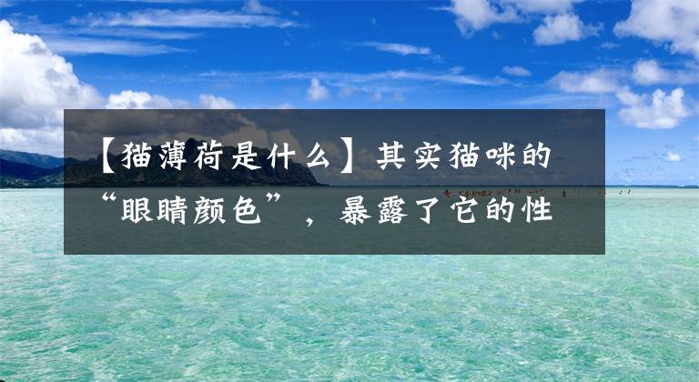 【猫薄荷是什么】其实猫咪的“眼睛颜色”,暴露了它的性格,真的很准