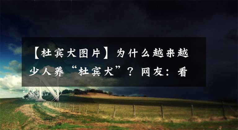 【杜宾犬图片】为什么越来越少人养“杜宾犬”?网友:看完只想换狗