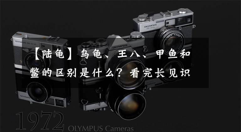 【陆龟】乌龟、王八、甲鱼和鳖的区别是什么？看完长见识了