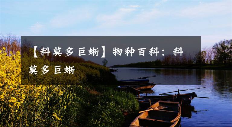 【科莫多巨蜥】物种百科:科莫多巨蜥