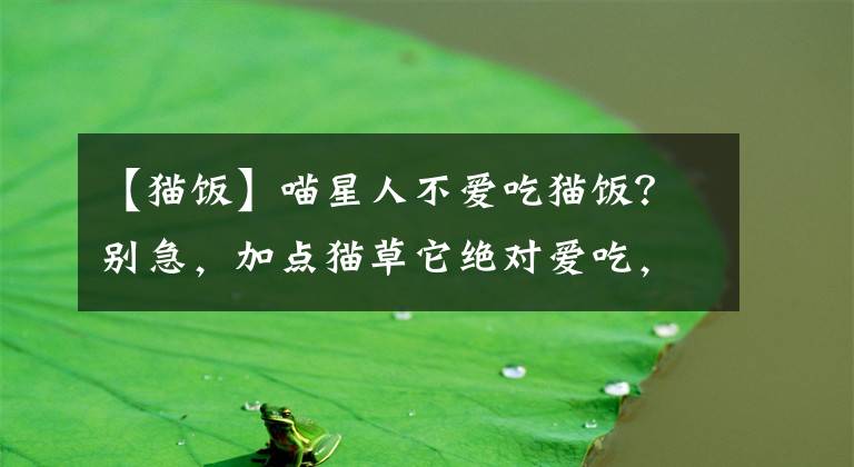 【猫饭】喵星人不爱吃猫饭？别急，加点猫草它绝对爱吃，附土豪猫饭自制方法