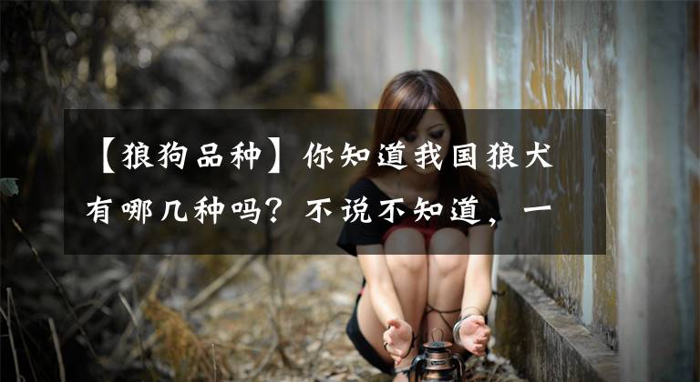 【狼狗品种】你知道我国狼犬有哪几种吗？不说不知道，一说吓一跳！