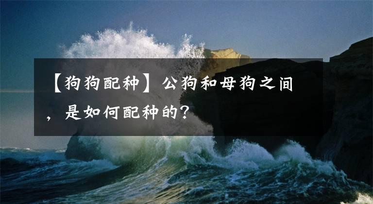 【狗狗配种】公狗和母狗之间，是如何配种的？