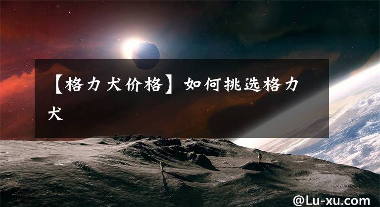 【格力犬价格】如何挑选格力犬