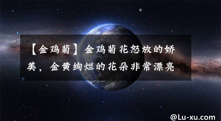 【金鸡菊】金鸡菊花怒放的娇美，金黄绚烂的花朵非常漂亮，特别美的菊科植物