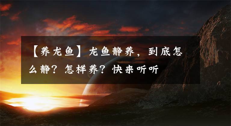 【养龙鱼】龙鱼静养，到底怎么静？怎样养？快来听听