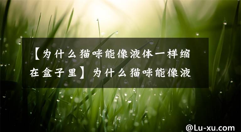 【为什么猫咪能像液体一样缩在盒子里】为什么猫咪能像液体一样缩在小盒子里?是什么原因答案