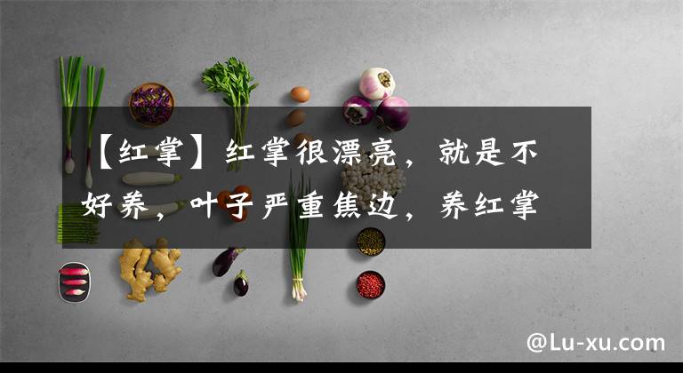 【红掌】红掌很漂亮，就是不好养，叶子严重焦边，养红掌不能晒太阳