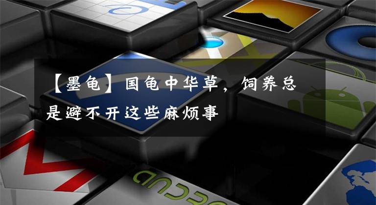 【墨龟】国龟中华草，饲养总是避不开这些麻烦事