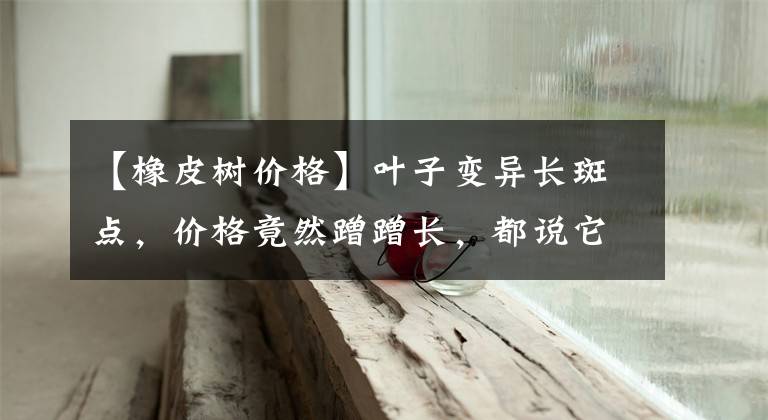 【橡皮树价格】叶子变异长斑点,价格竟然蹭蹭长,都说它好看