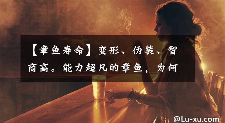 【章鱼寿命】变形、伪装、智商高。能力超凡的章鱼,为何没能站在食物链顶端?