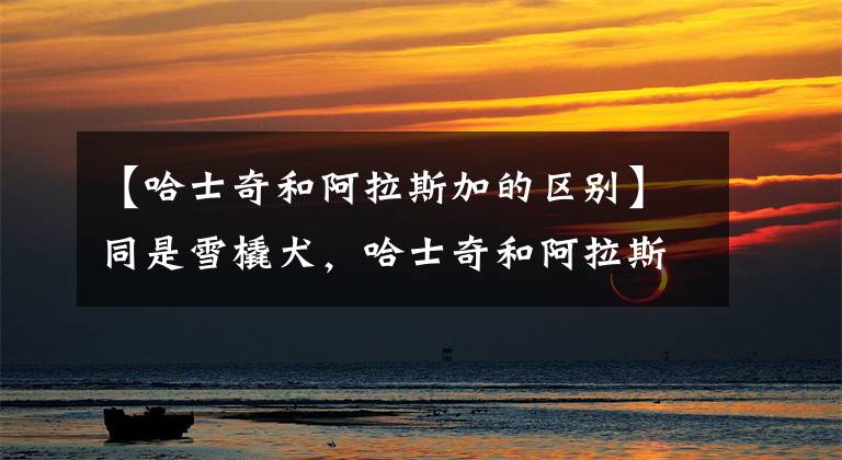 【哈士奇和阿拉斯加的区别】同是雪橇犬，哈士奇和阿拉斯加犬的6个差异，不要再被商家骗了