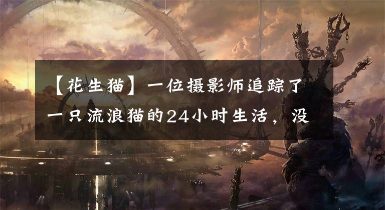 【花生猫】一位摄影师追踪了一只流浪猫的24小时生活，没想到