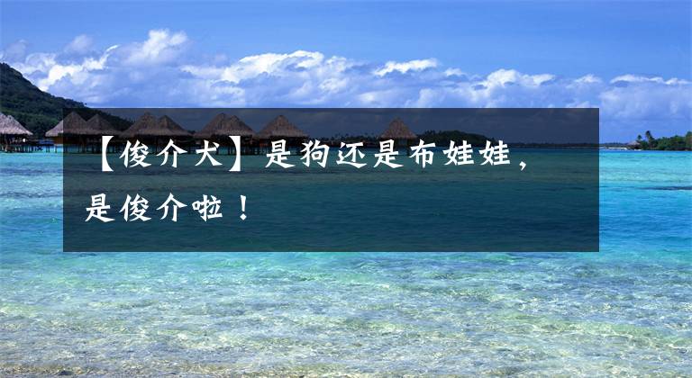 【俊介犬】是狗还是布娃娃,是俊介啦!