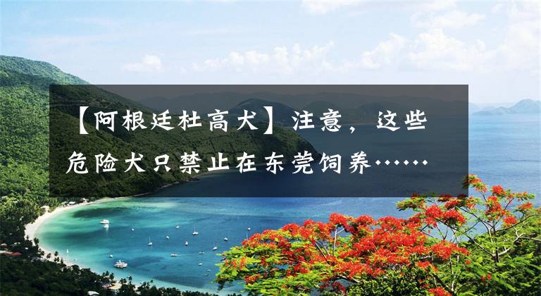 【阿根廷杜高犬】注意,这些危险犬只禁止在东莞饲养……