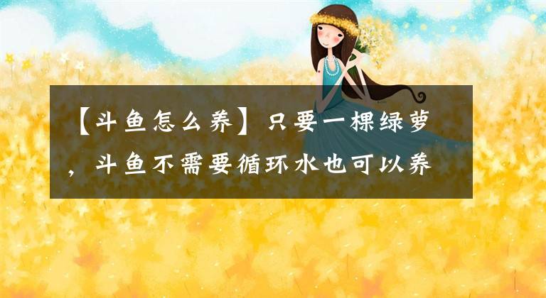 【斗鱼怎么养】只要一棵绿萝,斗鱼不需要循环水也可以养得很好