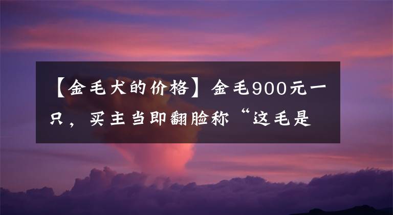 【金毛犬的价格】金毛900元一只，买主当即翻脸称“这毛是黑的，最多600！”