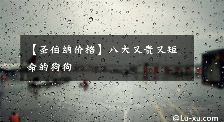 【圣伯纳价格】八大又贵又短命的狗狗