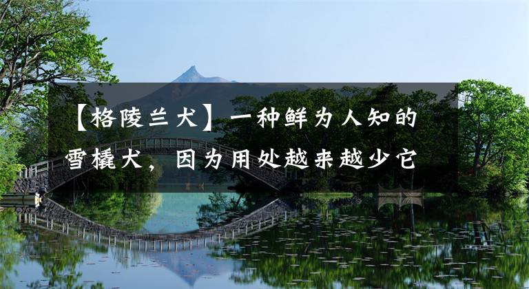 【格陵兰犬】一种鲜为人知的雪橇犬,因为用处越来越少它们不得不被主人射杀