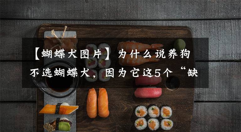 【蝴蝶犬图片】为什么说养狗不选蝴蝶犬，因为它这5个“缺点”