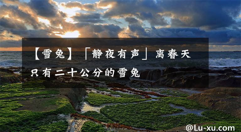 【雪兔】「静夜有声」离春天只有二十公分的雪兔