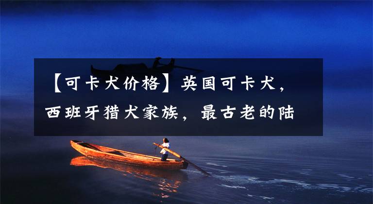 【可卡犬价格】英国可卡犬,西班牙猎犬家族,最古老的陆地猎犬之一