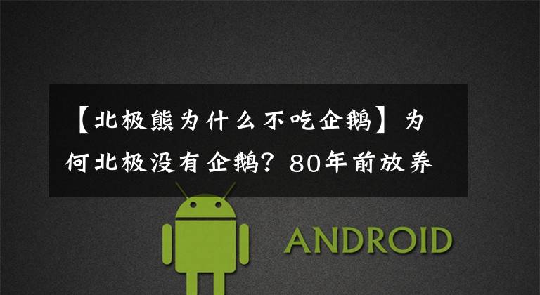 【北极熊为什么不吃企鹅】为何北极没有企鹅？80年前放养在北极的69只企鹅，现在怎么样了？